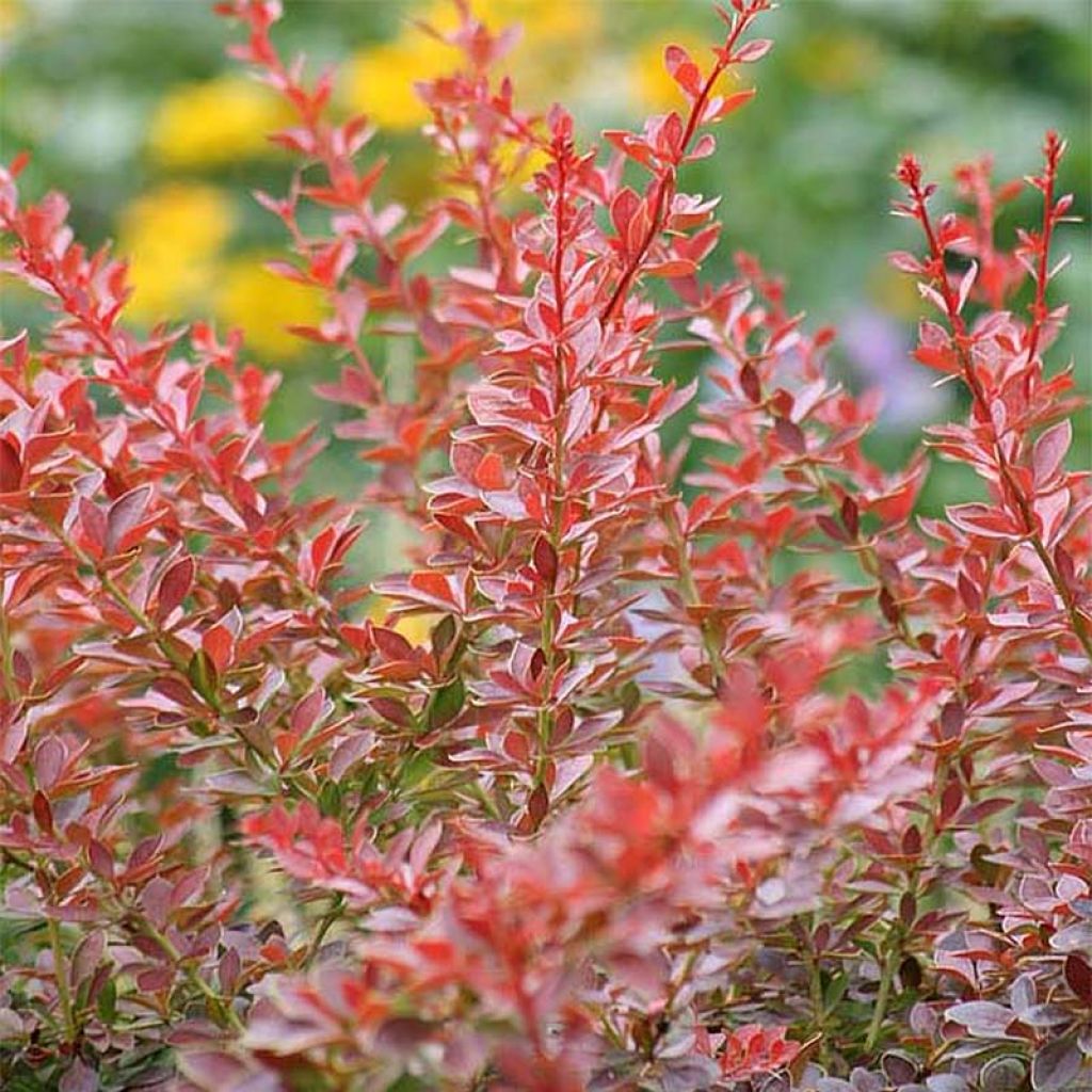 Agracejo japonés - Berberis thunbergii Green Carpet