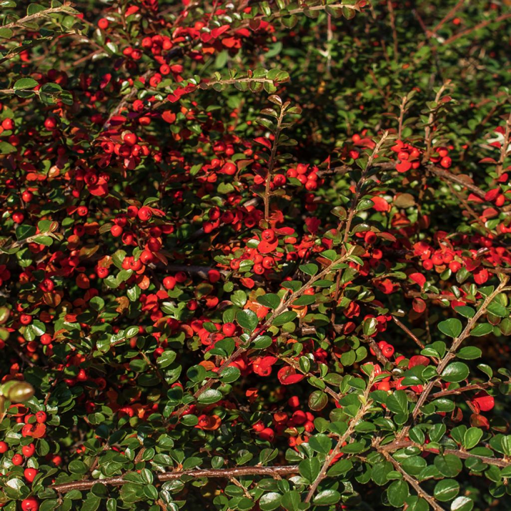 Agracejo japonés - Berberis thunbergii Green Carpet