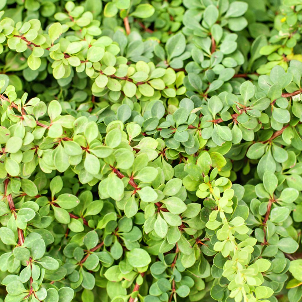 Agracejo japonés - Berberis thunbergii Green Carpet