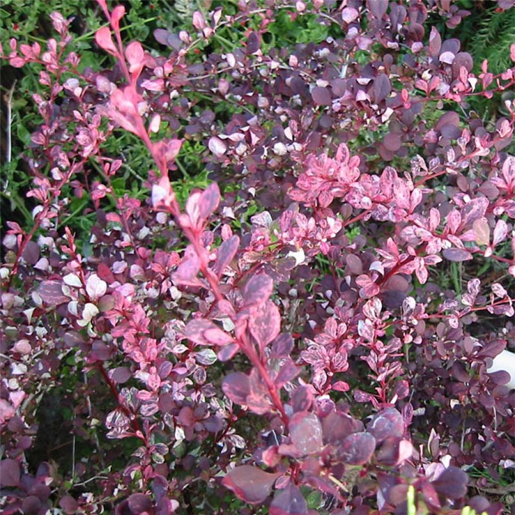 Agracejo japonés - Berberis thunbergii Harlequin