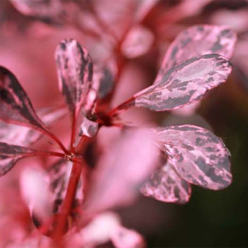 Agracejo japonés - Berberis thunbergii Harlequin