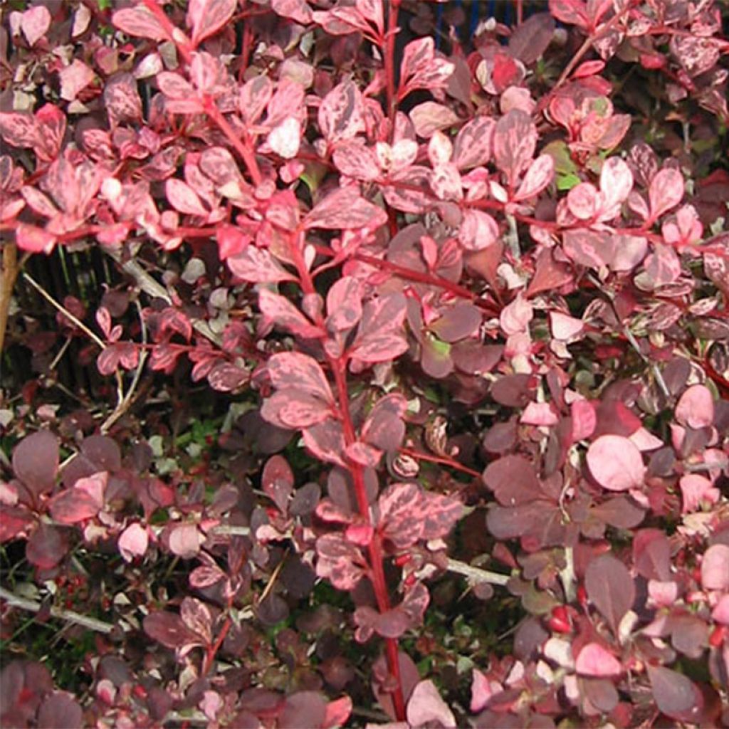 Agracejo japonés - Berberis thunbergii Harlequin