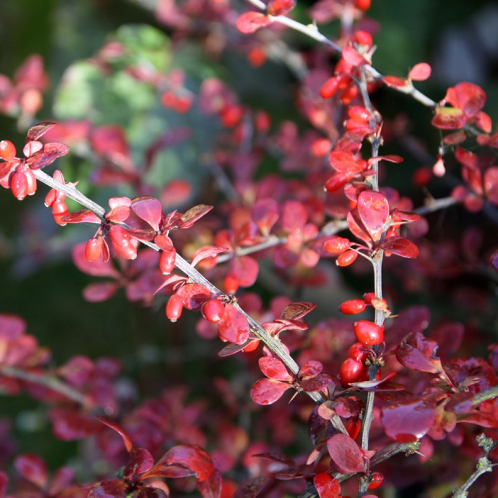 Agracejo japonés - Berberis thunbergii Harlequin