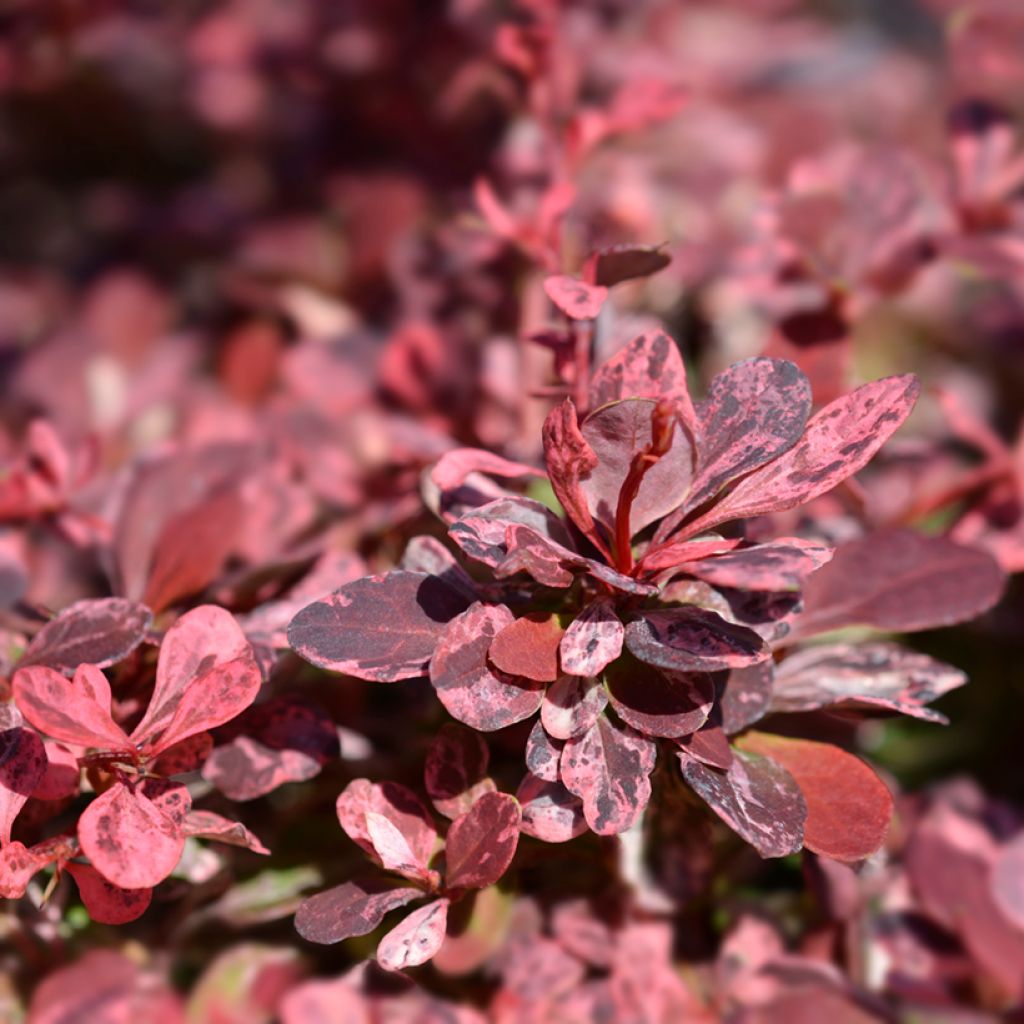 Agracejo japonés - Berberis thunbergii Harlequin