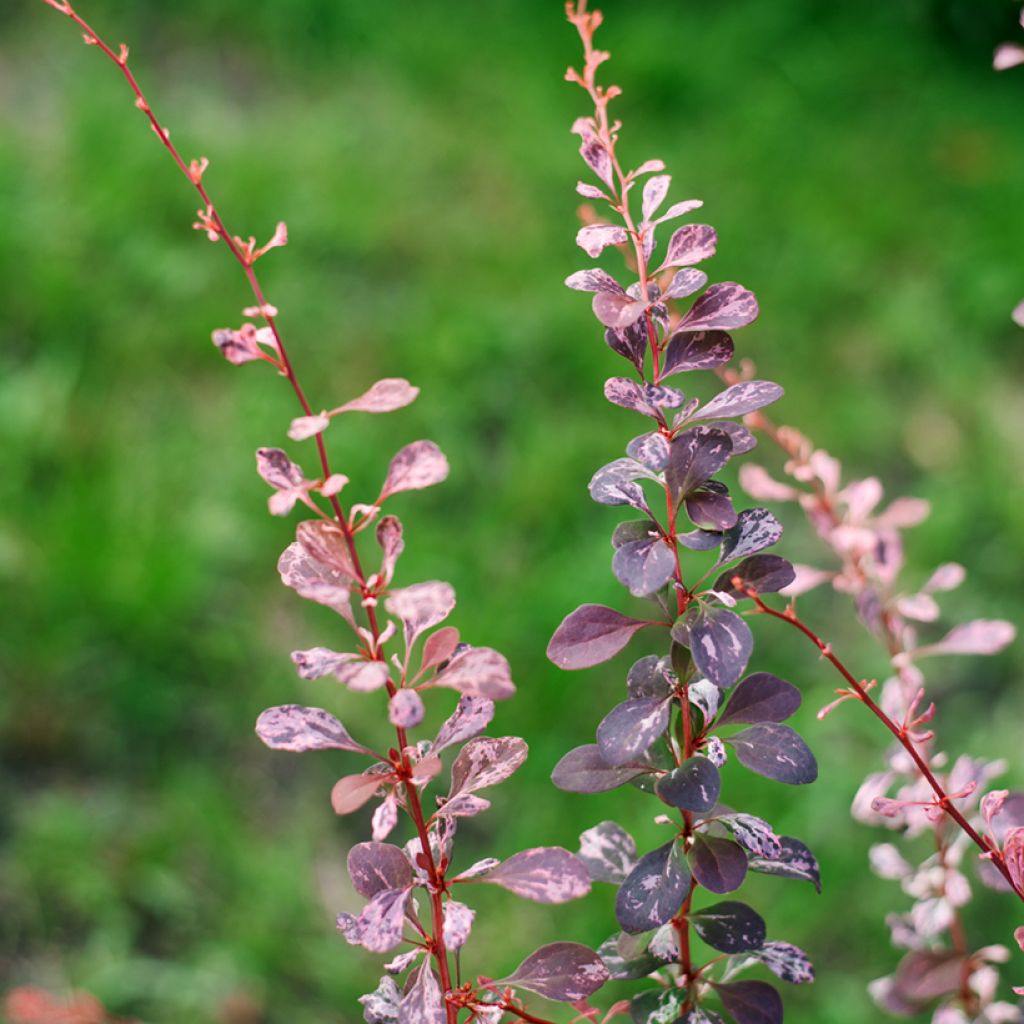 Agracejo japonés - Berberis thunbergii Harlequin