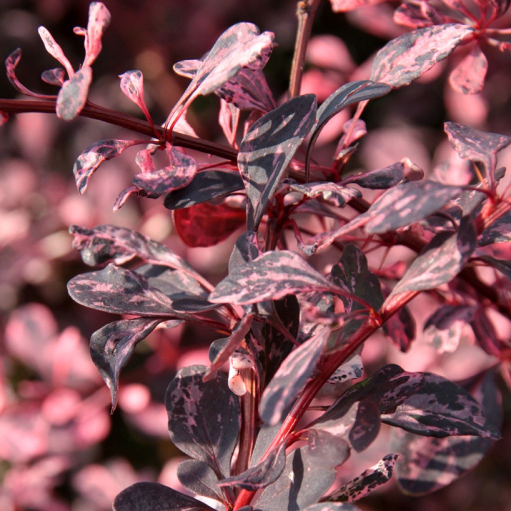 Agracejo japonés - Berberis thunbergii Harlequin