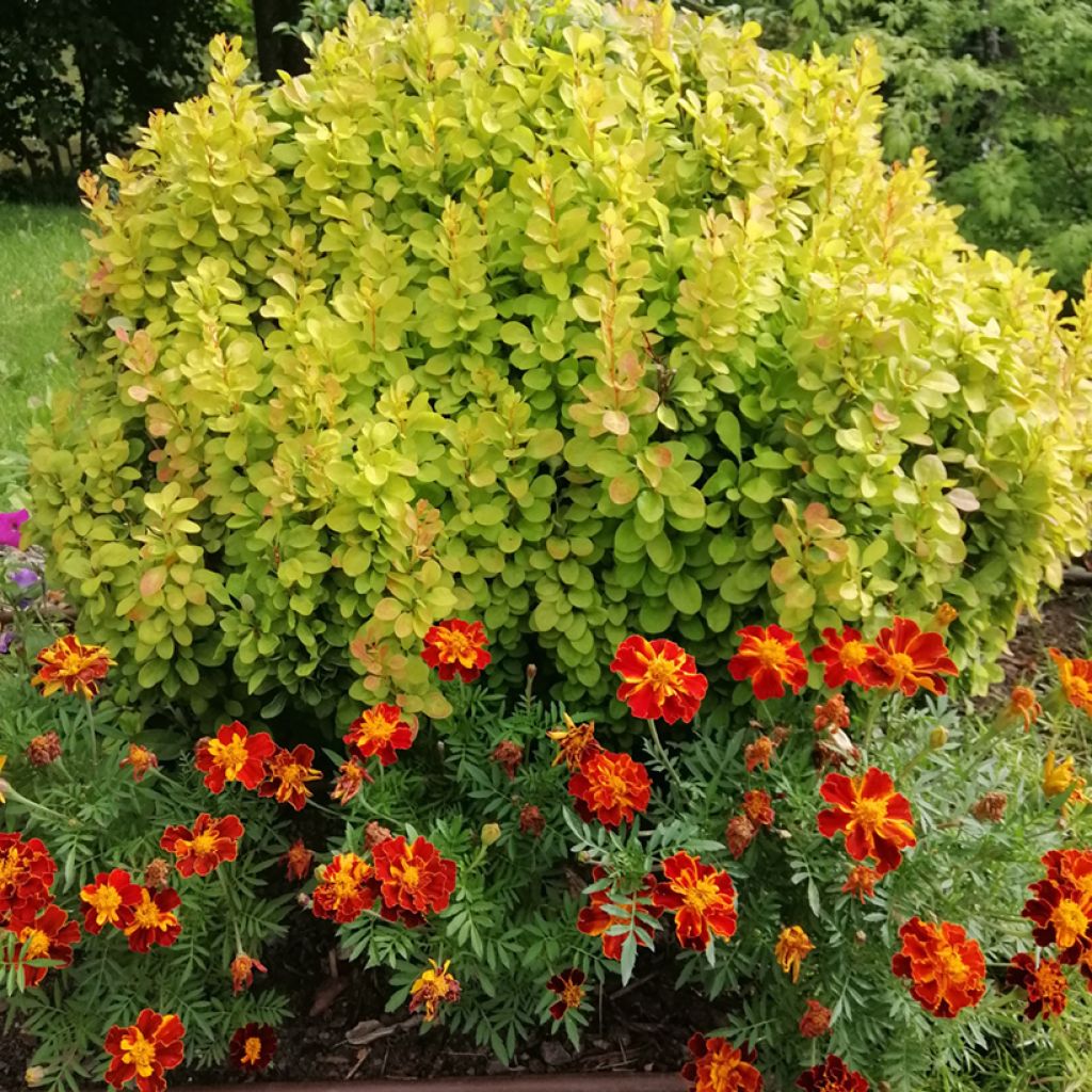 Agracejo japonés - Berberis thunbergii Maria