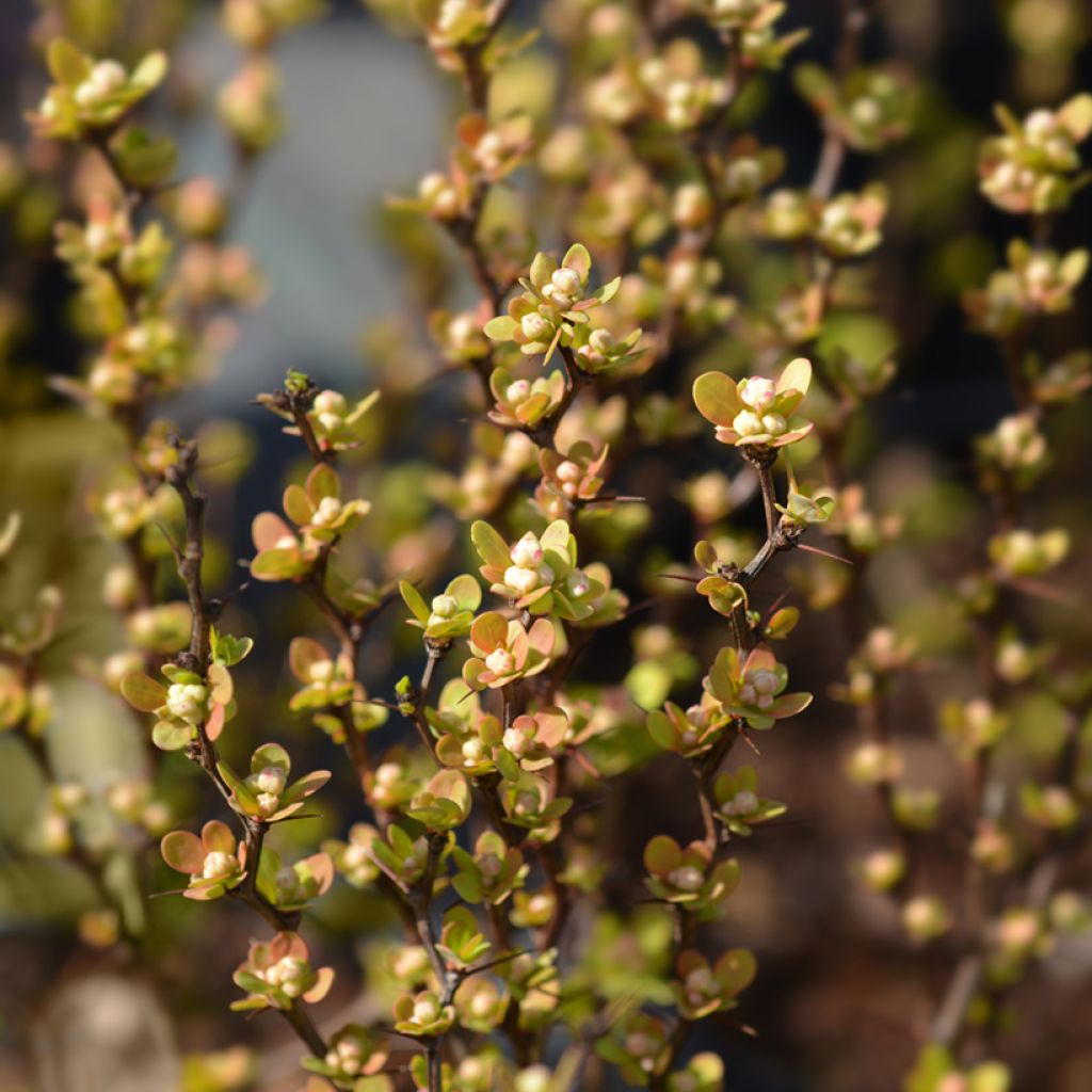 Agracejo japonés - Berberis thunbergii Maria