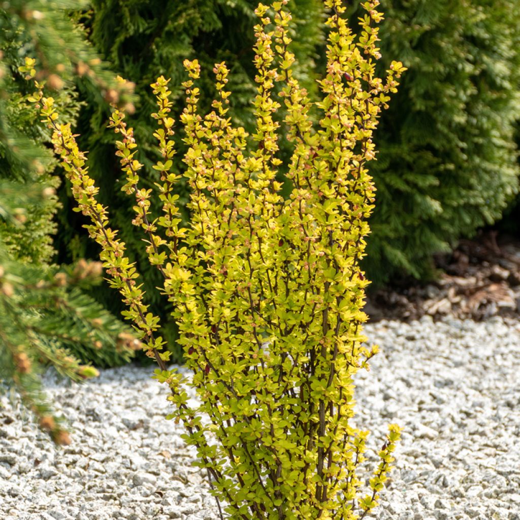 Agracejo japonés - Berberis thunbergii Maria