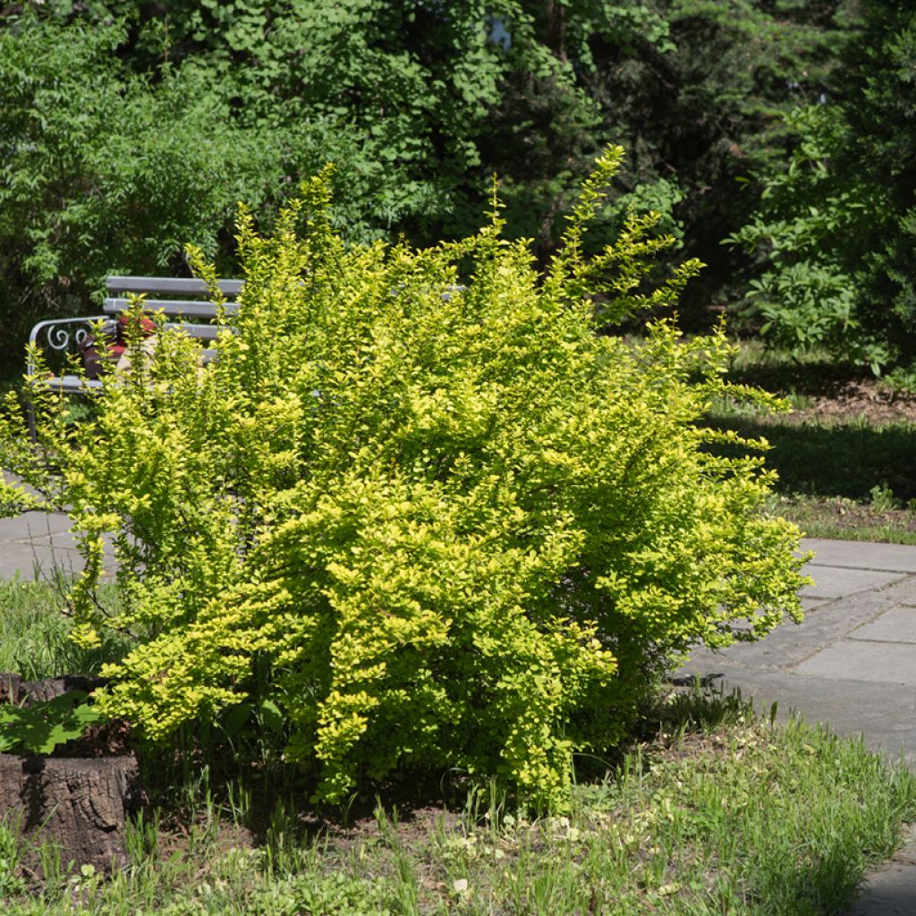 Agracejo japonés - Berberis thunbergii Maria