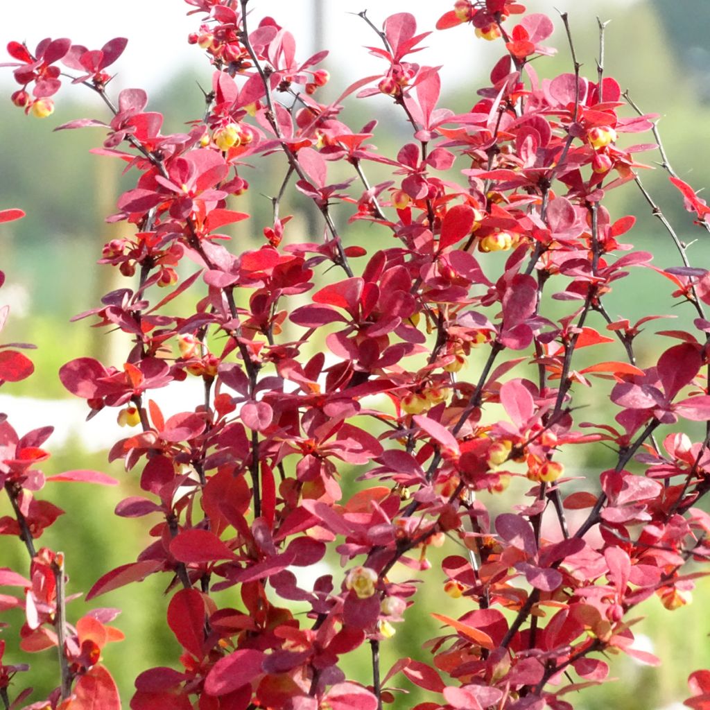 Agracejo japonés - Berberis thunbergii Orange Rocket