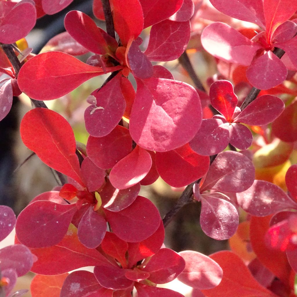 Agracejo japonés - Berberis thunbergii Orange Rocket