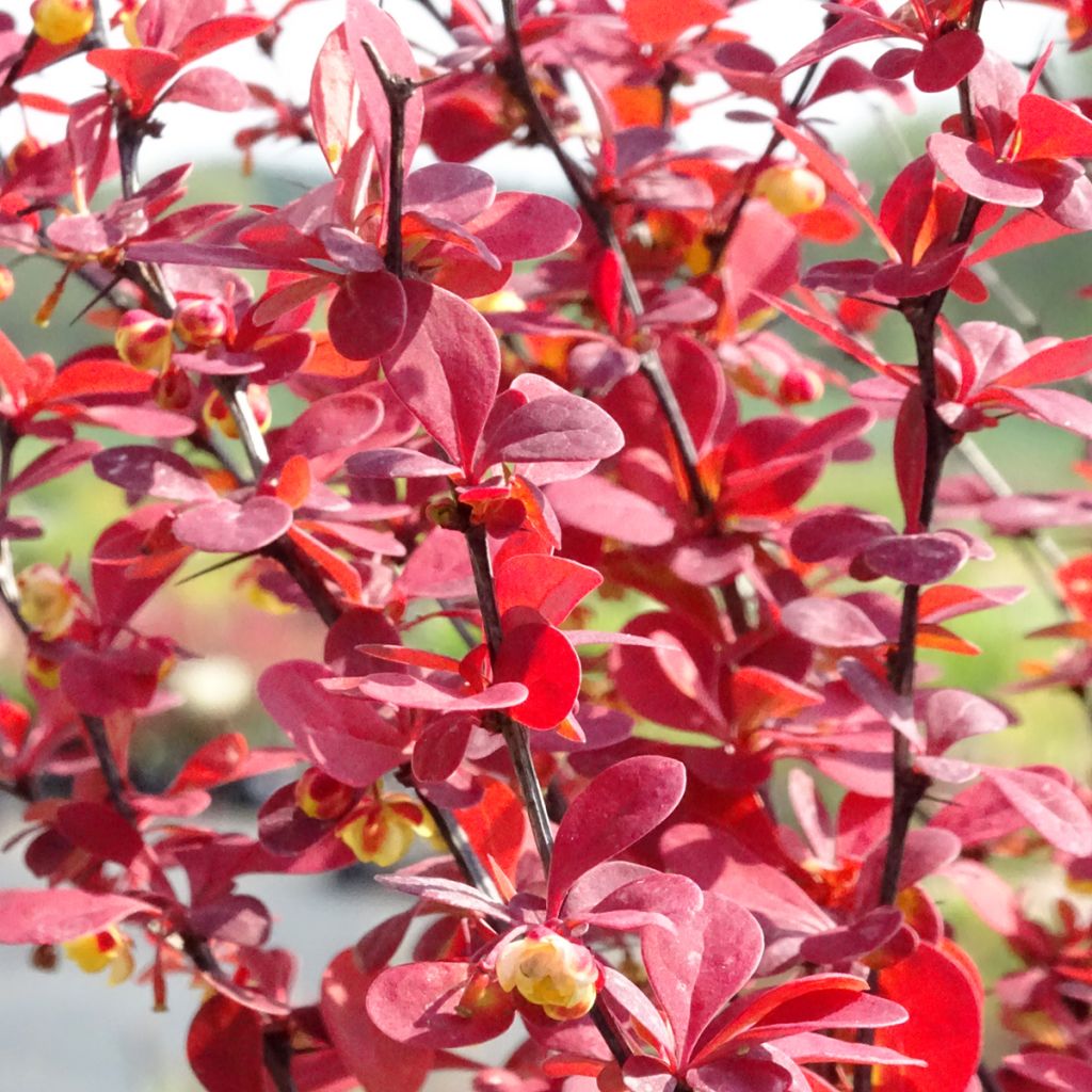 Agracejo japonés - Berberis thunbergii Orange Rocket