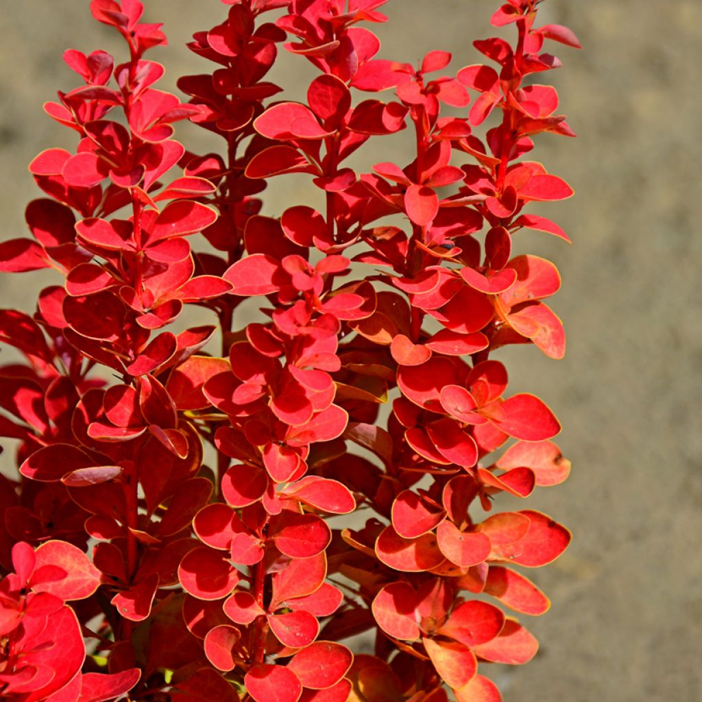 Agracejo japonés - Berberis thunbergii Orange Rocket