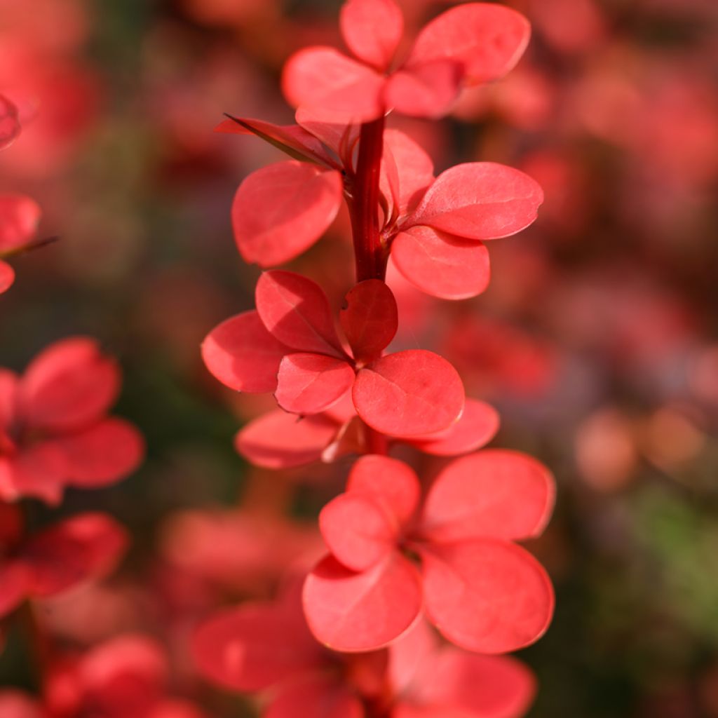 Agracejo japonés - Berberis thunbergii Orange Rocket