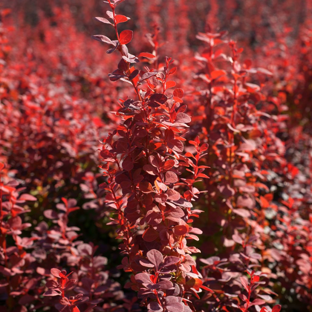 Agracejo japonés - Berberis thunbergii Orange Rocket