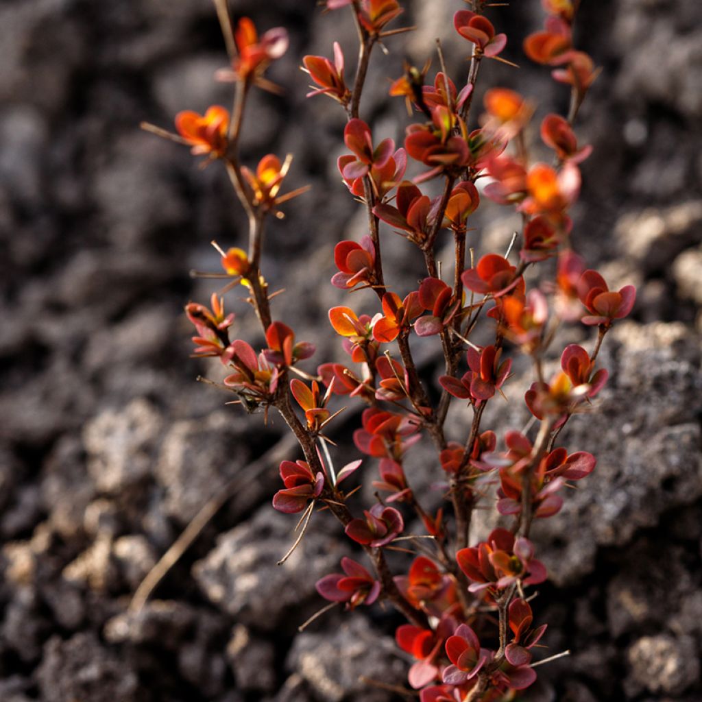 Agracejo japonés - Berberis thunbergii Orange Rocket