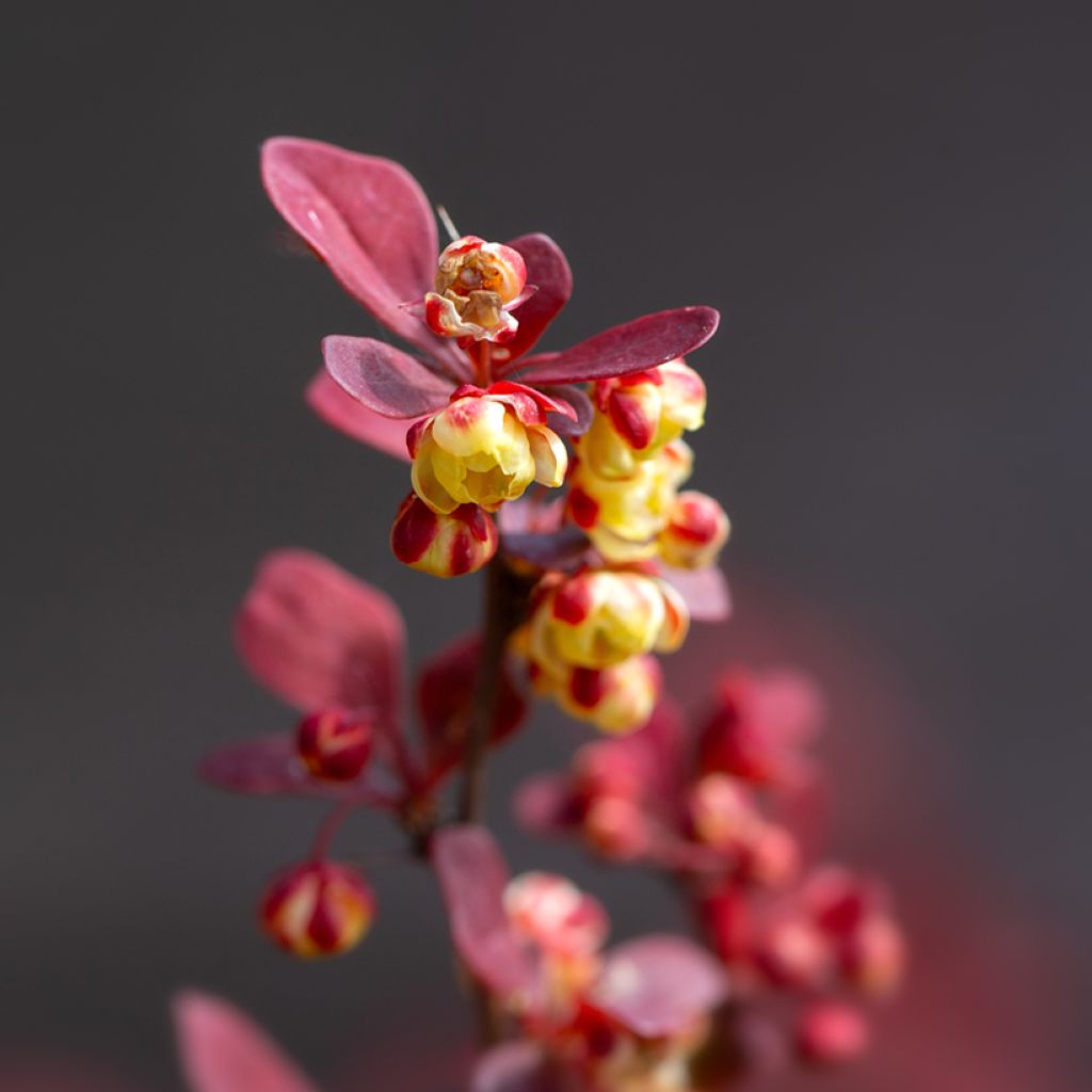 Agracejo japonés - Berberis thunbergii Orange Rocket