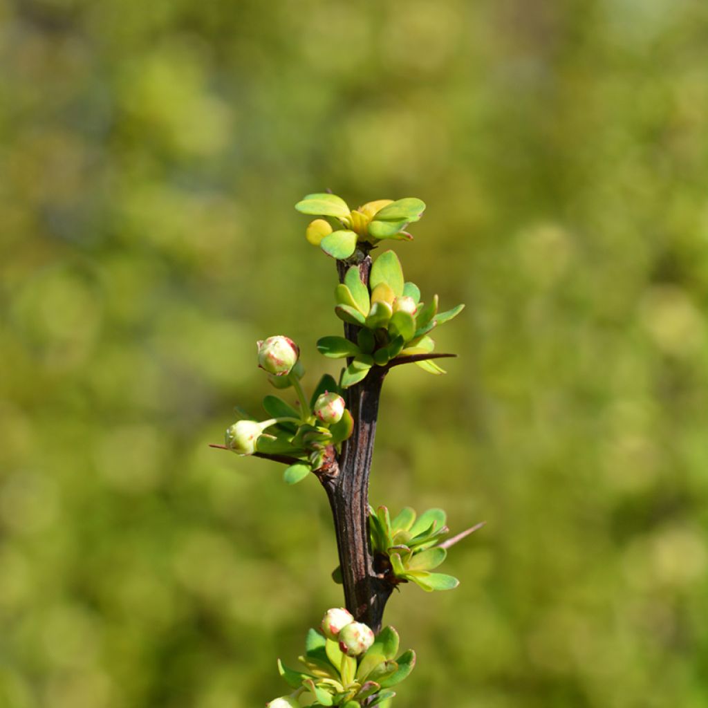 Agracejo japonés - Berberis thunbergii Powwow