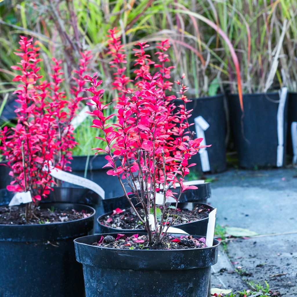 Agracejo japonés - Berberis thunbergii Powwow