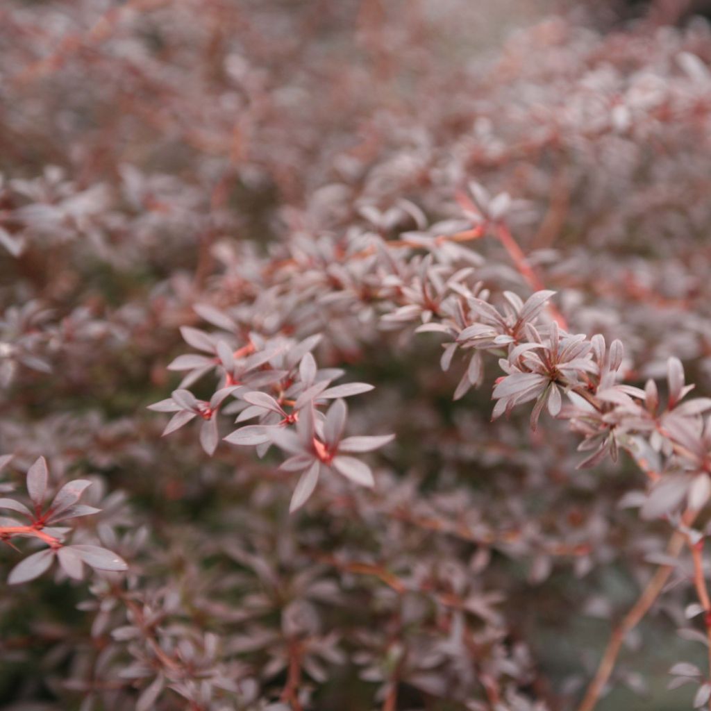 Berberis thunbergii Red Dream ® - Epine-vinette