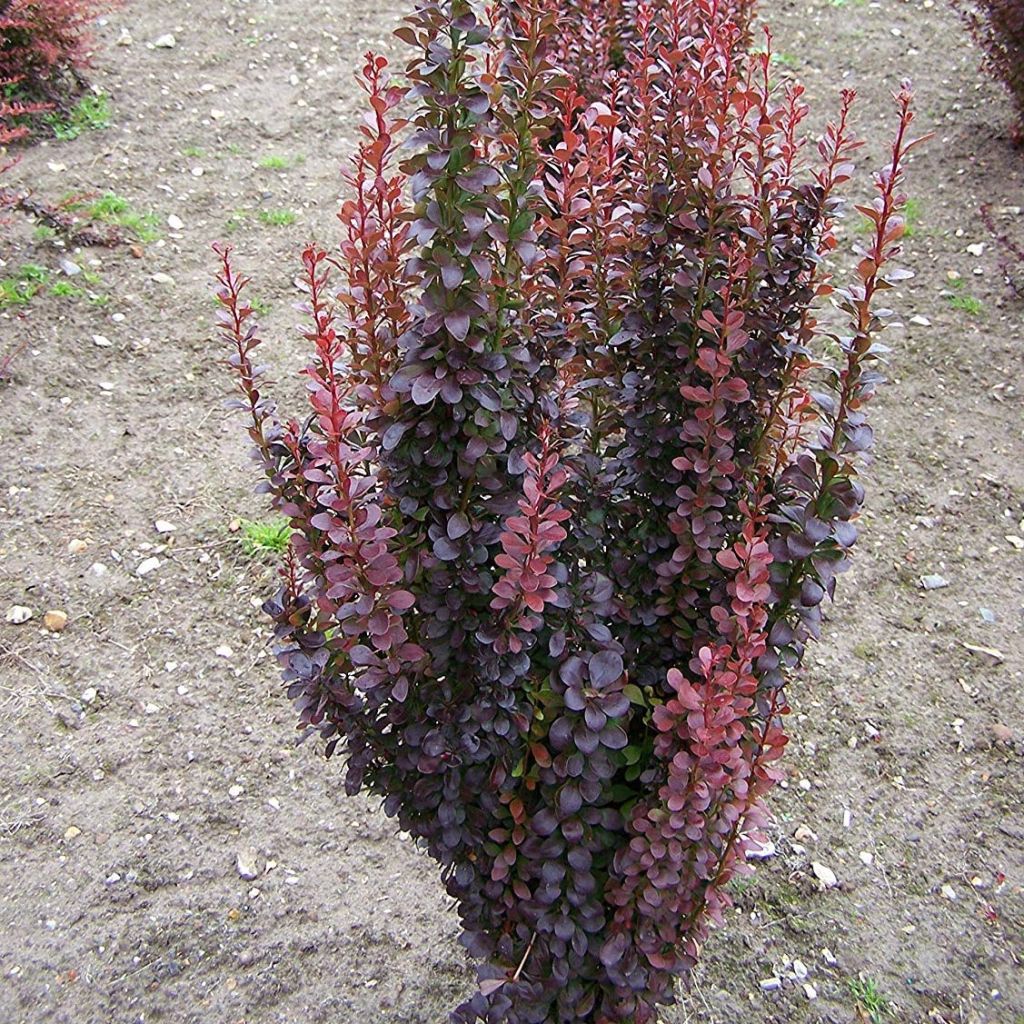 Agracejo japonés - Berberis thunbergii Red Rocket