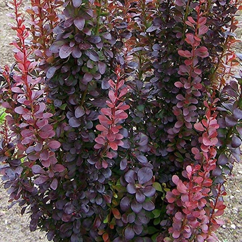 Agracejo japonés - Berberis thunbergii Red Rocket