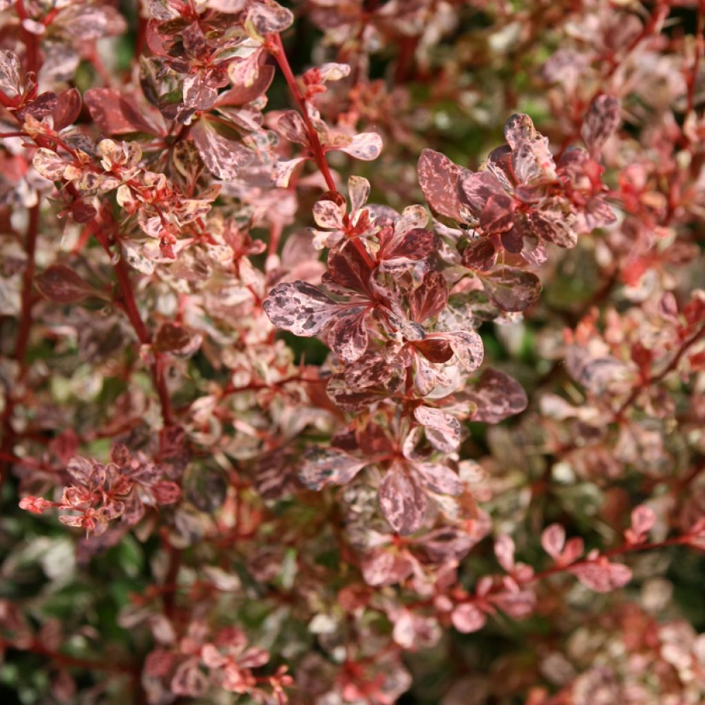 Agracejo japonés - Berberis thunbergii Rosy Glow