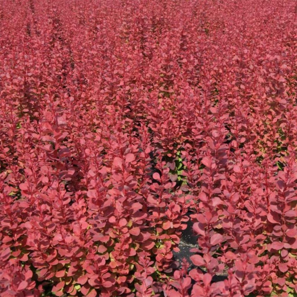 Agracejo japonés - Berberis thunbergii Rosy Rocket