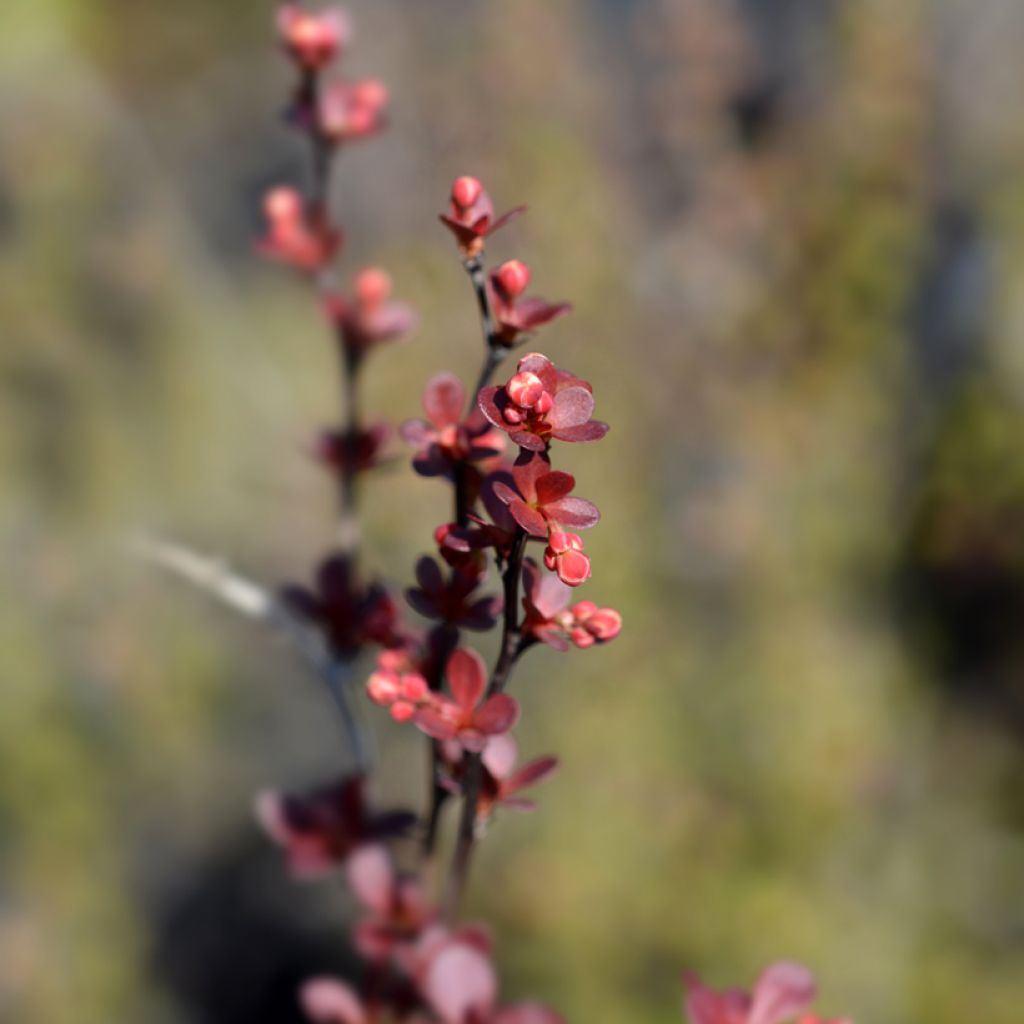 Agracejo japonés - Berberis thunbergii Rosy Rocket