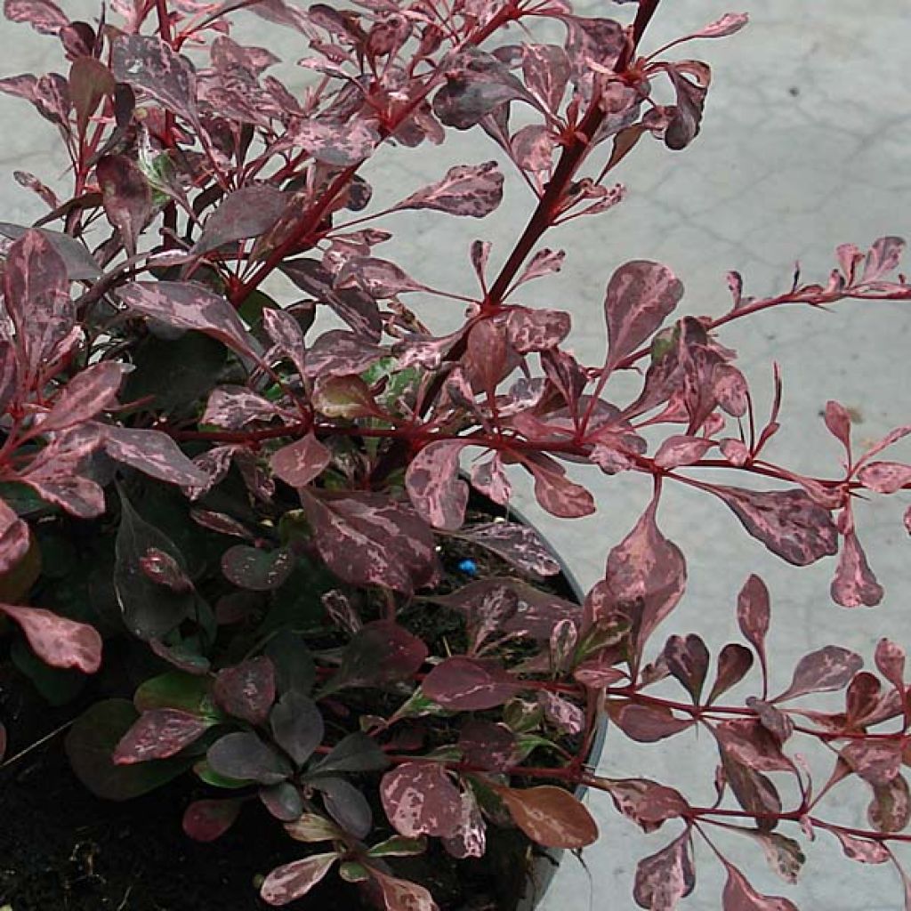 Agracejo japonés - Berberis thunbergii Rosy Glow