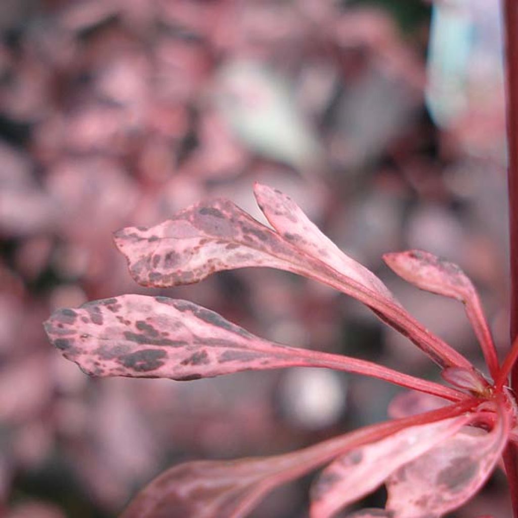 Agracejo japonés - Berberis thunbergii Rosy Glow