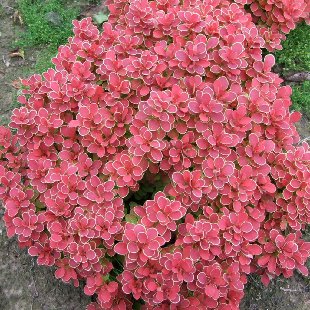 Agracejo japonés - Berberis thunbergii Ruby Star