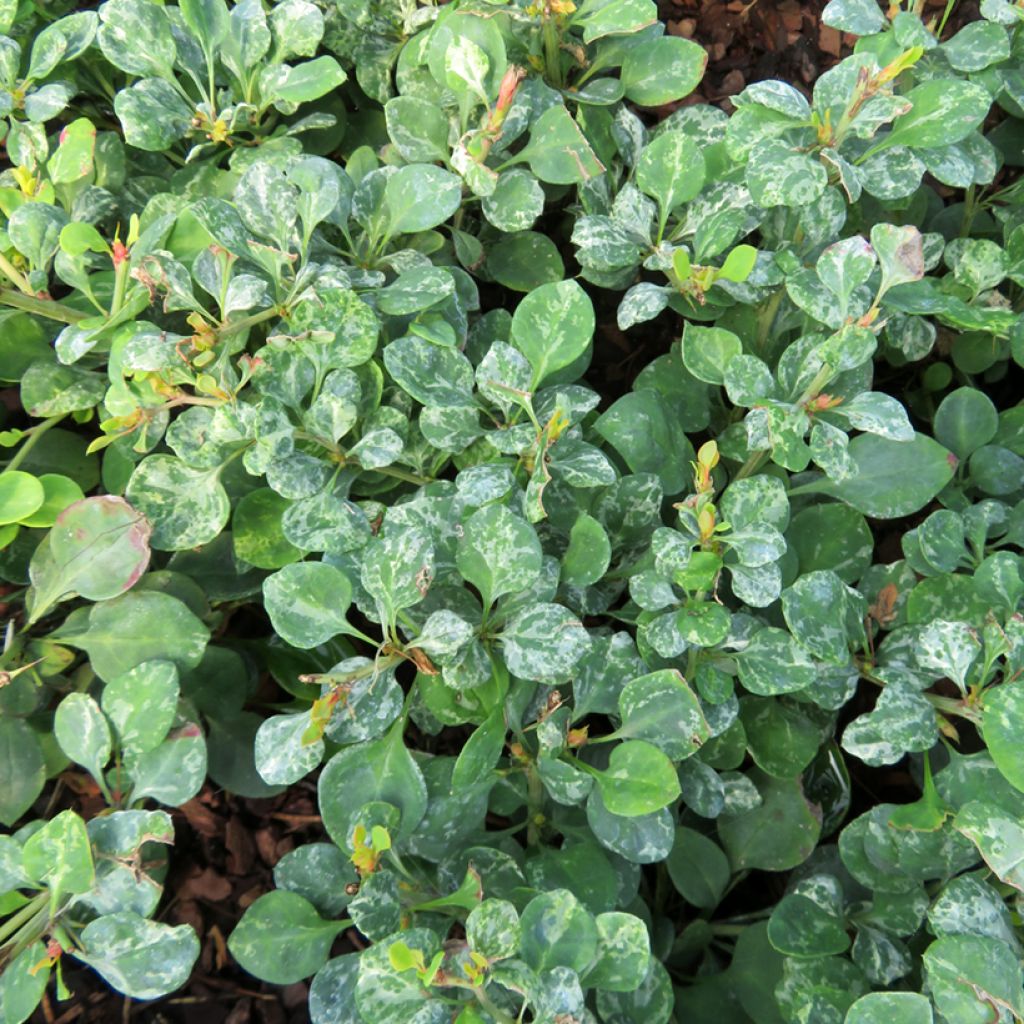 Agracejo japonés - Berberis thunbergii Silver Beauty