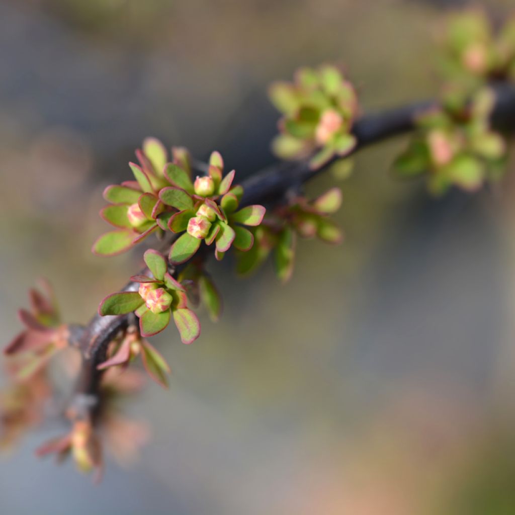 Agracejo japonés - Berberis thunbergii Silver Beauty