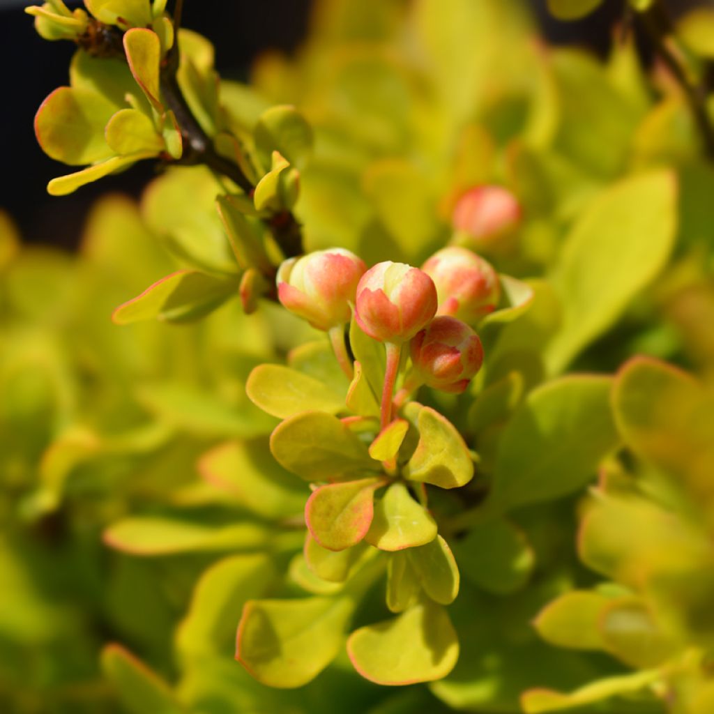 Agracejo japonés - Berberis thunbergii Tiny Gold