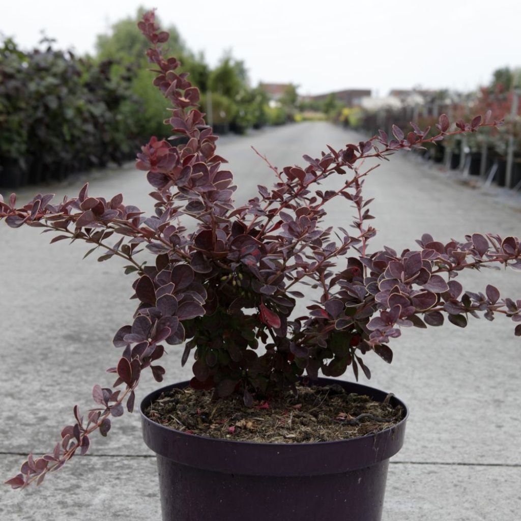 Agracejo japonés - Berberis thunbergii Toscana