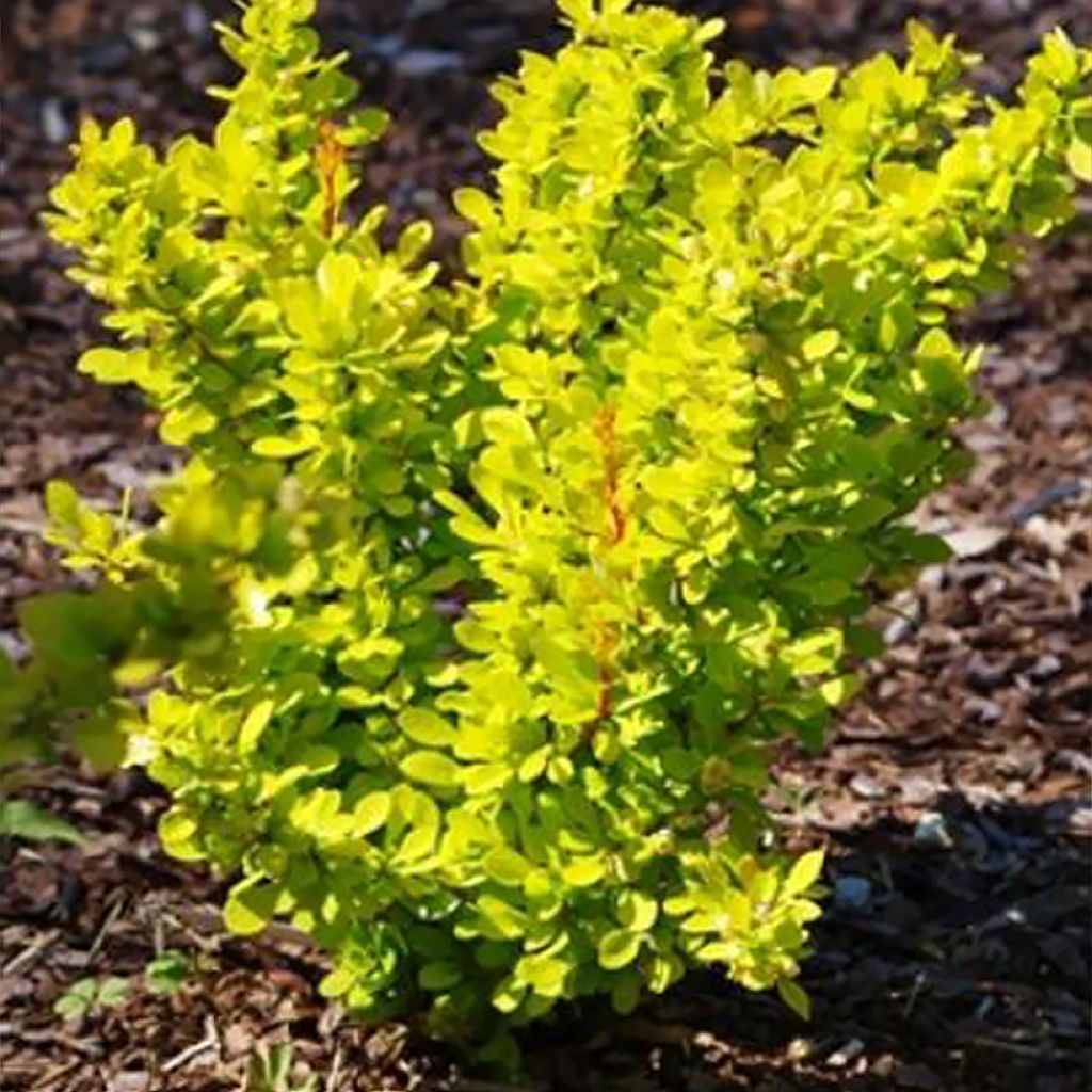 Agracejo japonés - Berberis thunbergii Yellow Tower