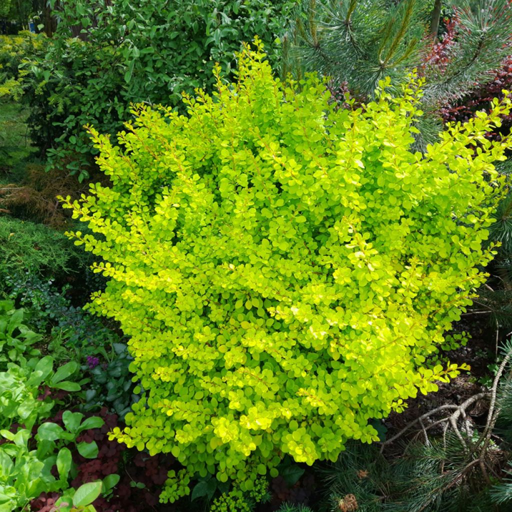 Agracejo japonés - Berberis thunbergii Yellow Tower