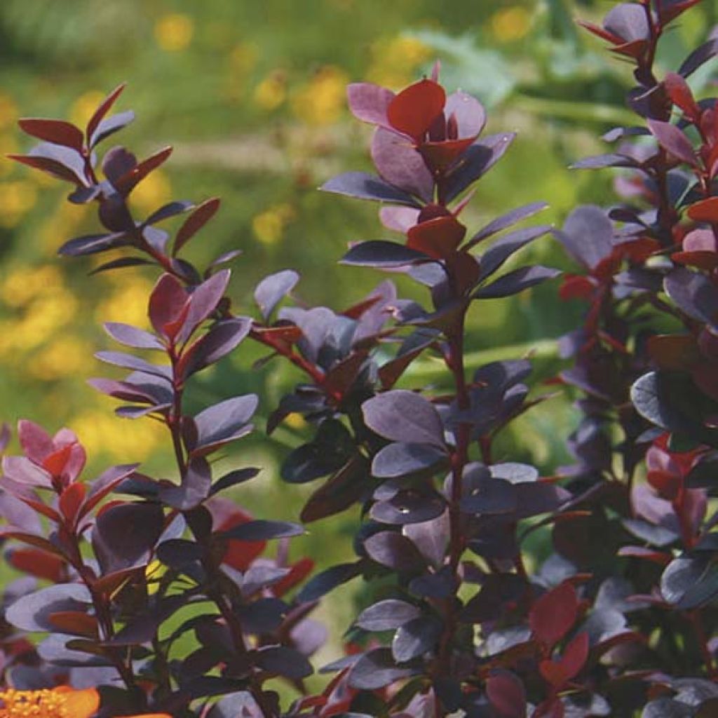 Agracejo japonés - Berberis thunbergii Bagatelle