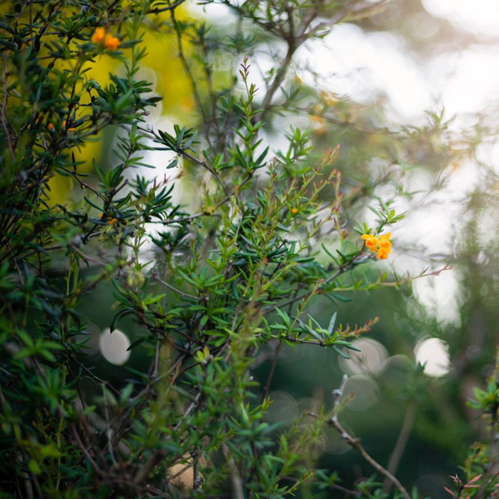 Agracejo - Berberis stenophylla - Agracejo