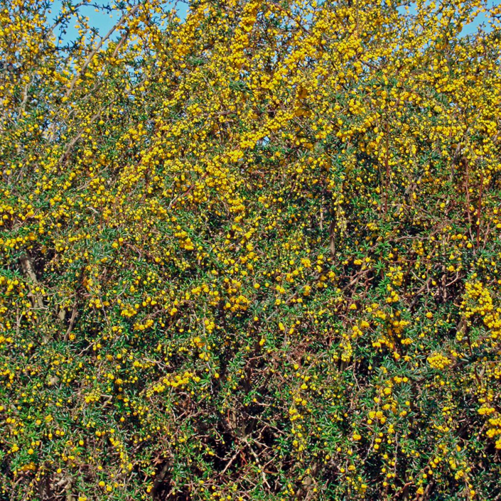 Agracejo - Berberis stenophylla - Agracejo