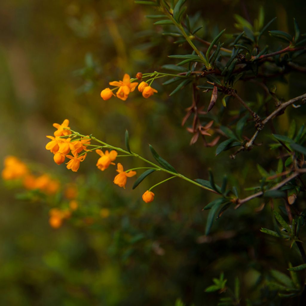 Agracejo - Berberis stenophylla - Agracejo