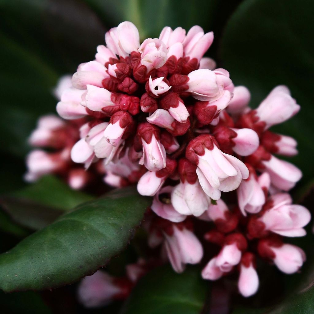 Bergenia Bach - Hortensia de invierno