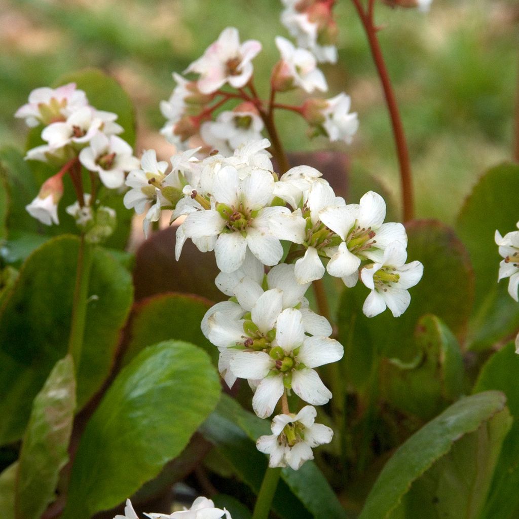 Bergenia Bressingham White - Hortensia de invierno