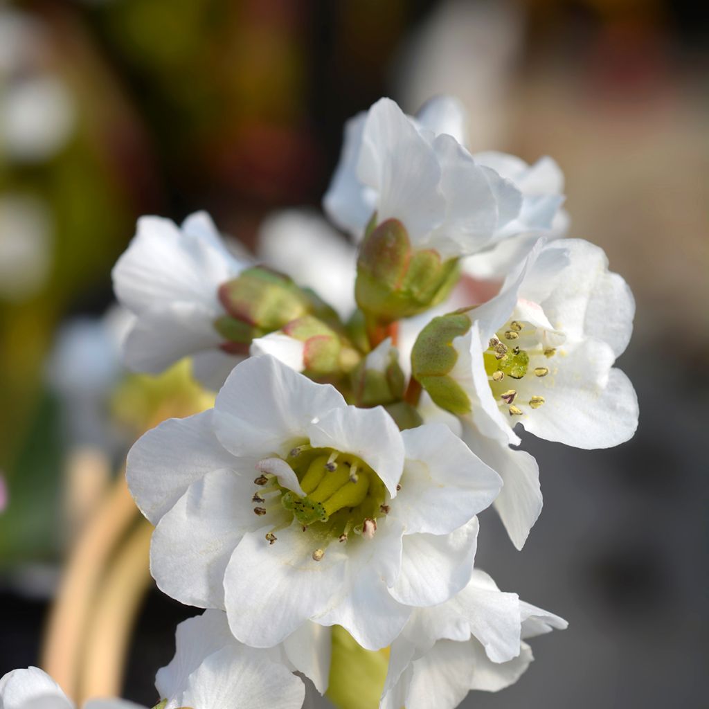 Bergenia Bressingham White - Hortensia de invierno