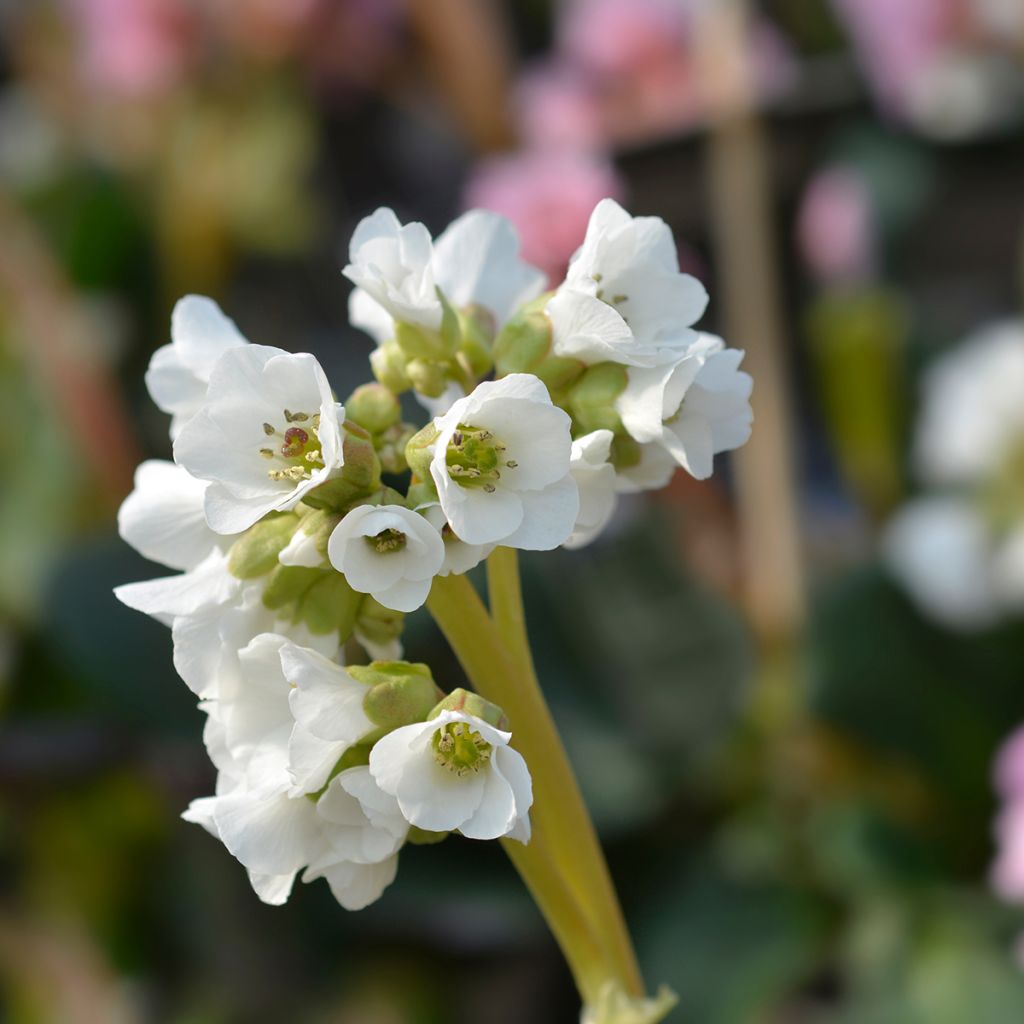 Bergenia Bressingham White - Hortensia de invierno