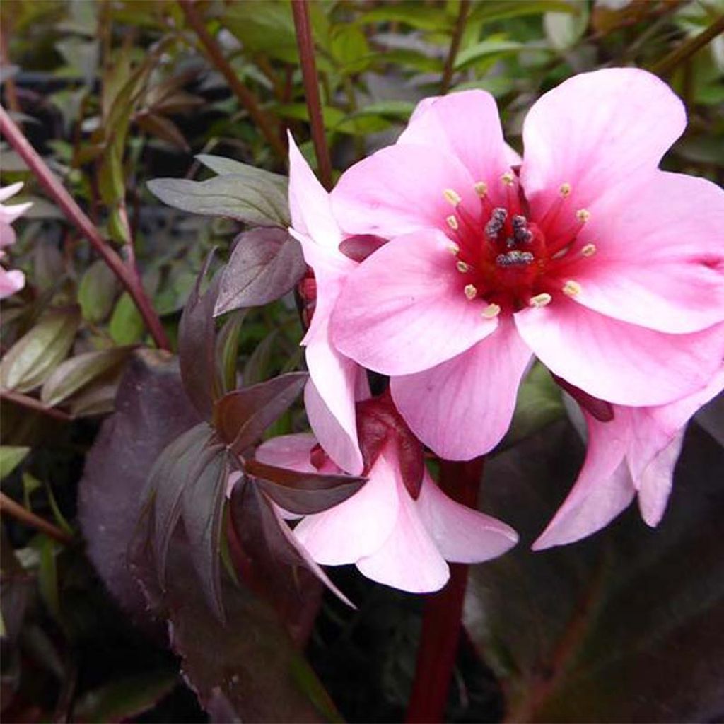 Bergenia Dragonfly Sakura - Plante des savetiers