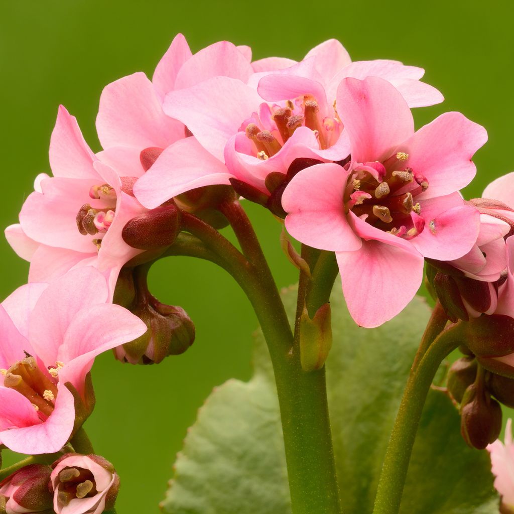 Bergenia cordifolia Dragonfly Sakura - Hortensia de invierno