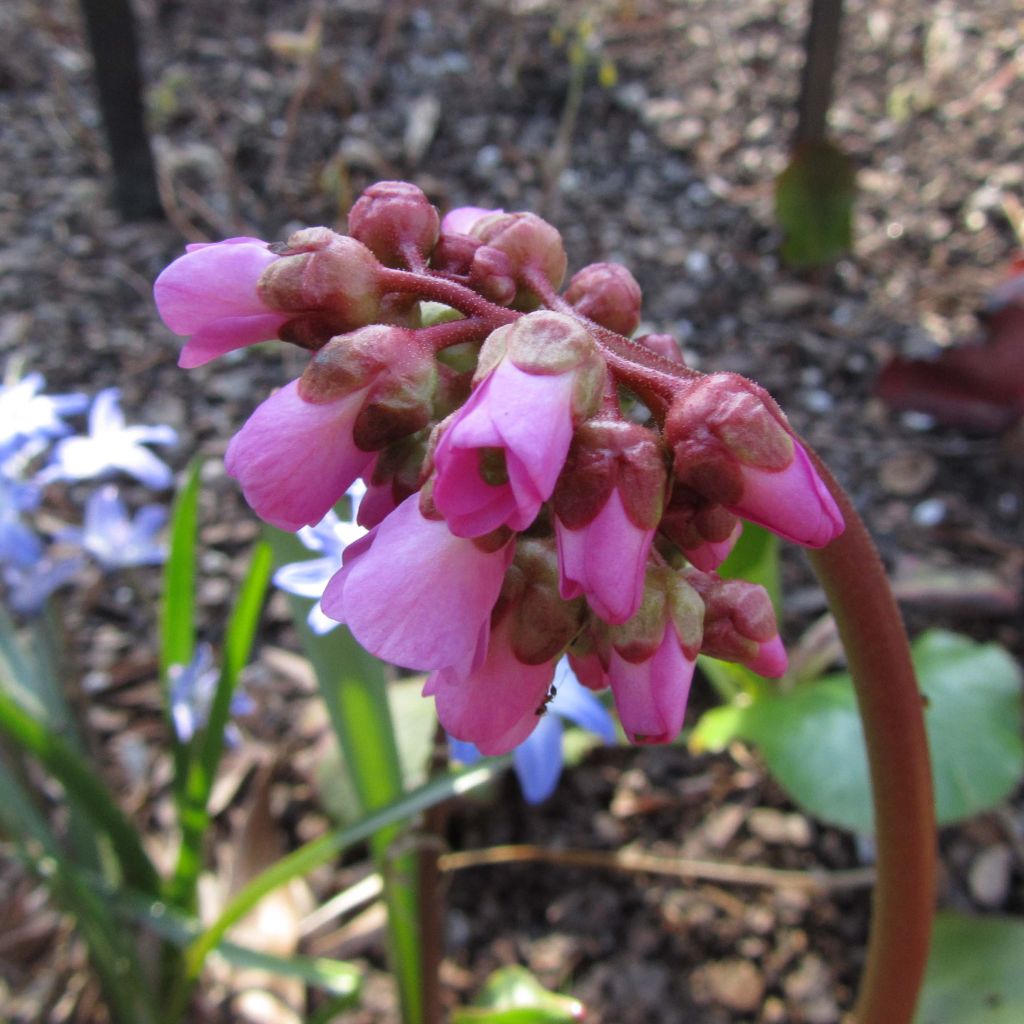 Bergenia Eden's Magic Giant - Hortensia de invierno